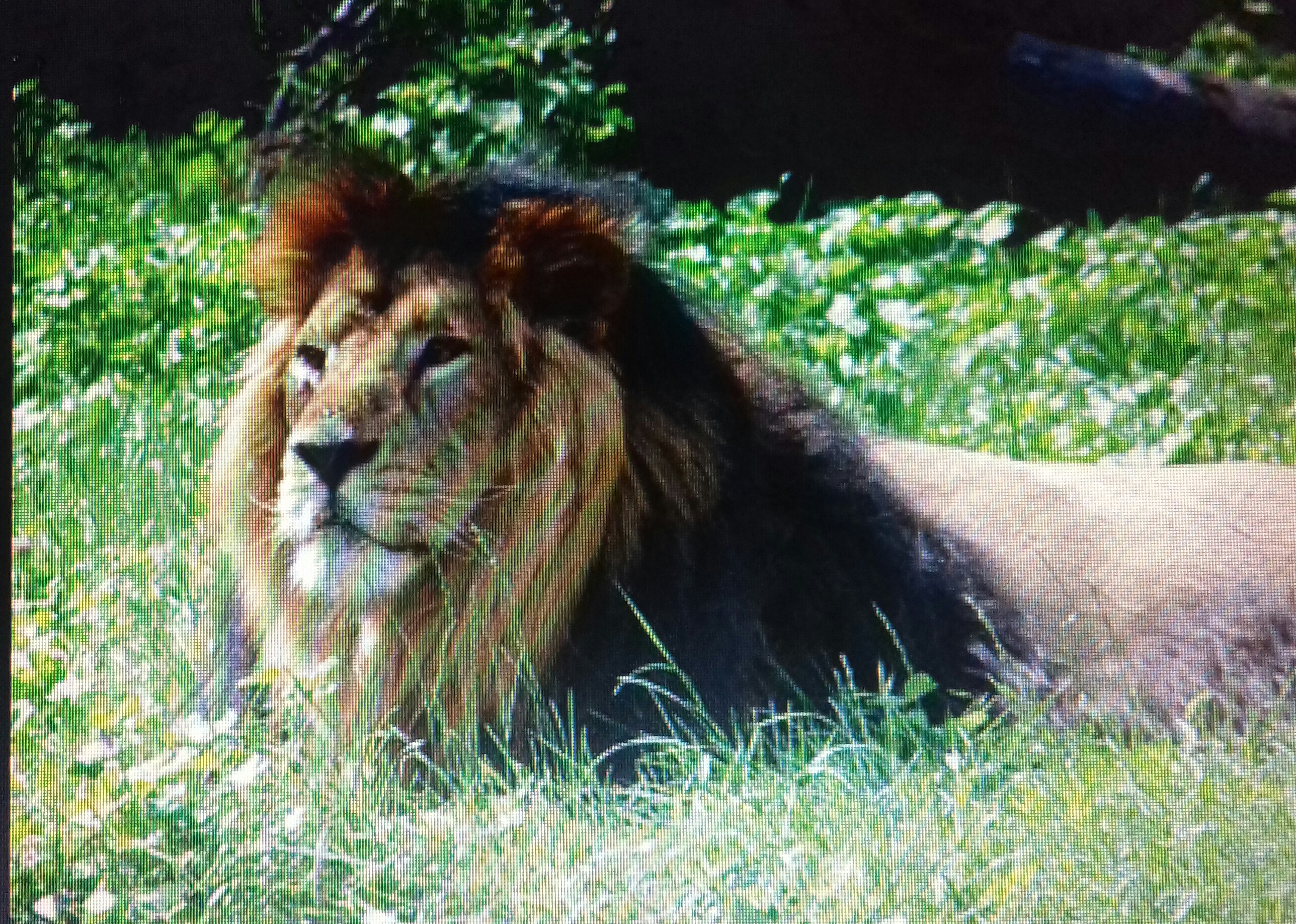 मिर्जापुर में “जंगल सफारी” व “जूलॉजिकल पार्क”, विंध्य की पहाड़ियों का दीदार करेंगे पर्यटक