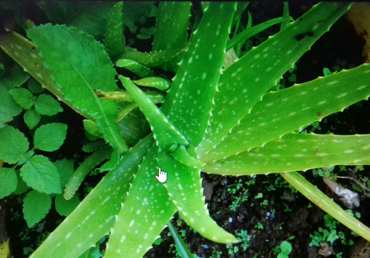 यूपी की 18 सड़कें ‘हर्बल मार्ग’ घोषित, इनके किनारे लगेंगे औषधीय पौधे