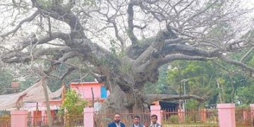 Parijat tree
