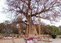 Mahabodhi tree