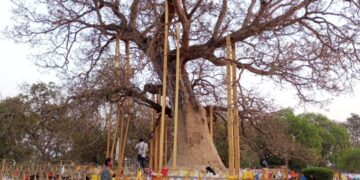 Mahabodhi tree